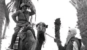 Le rose del deserto